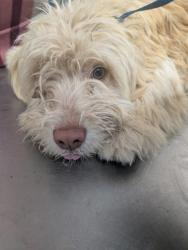Shelter Stray Male Dog last seen Meadowlake Rd FOUND A WEEK AGO CANT KEEP, Meadow Lake, NM, 1209 NM-314, Los Lunas, NM 87031, USA
