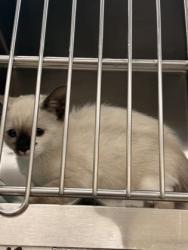 Shelter Stray Female Cat last seen Waterford Oaks Dr and Weaver St, Cedar Hill, TX, 1150 E Pleasant Run Rd, Cedar Hill, TX 75104, USA