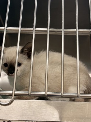 Shelter Stray Female Cat last seen Waterford Oaks Dr and Weaver St, Cedar Hill, TX, 1150 E Pleasant Run Rd, Cedar Hill, TX 75104, USA