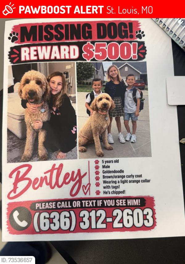 Lost Male Dog last seen Bryant road O’Fallon Mo, St. Louis, MO 63106