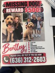 Lost Male Dog last seen Bryant road O’Fallon Mo, St. Louis, MO 63106