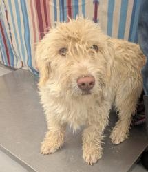 Shelter Stray Male Dog last seen Meadowlake Rd FOUND A WEEK AGO CANT KEEP, Meadow Lake, NM, 1209 NM-314, Los Lunas, NM 87031, USA