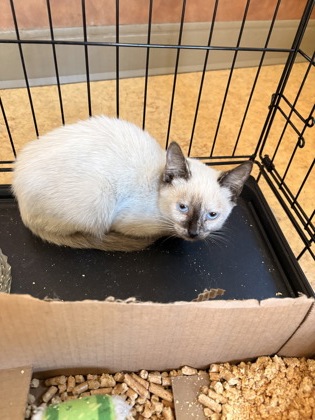 Shelter Stray Unknown Cat last seen Near Green Rock Dr, Duncanville, TX, 1150 E Pleasant Run Rd, Cedar Hill, TX 75104, USA