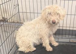 Shelter Stray Unknown Dog last seen Meadowlake Rd FOUND A WEEK AGO CANT KEEP, Meadow Lake, NM, 1209 NM-314, Los Lunas, NM 87031, USA