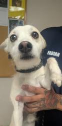 Shelter Stray Male Dog last seen , , NM, 1209 NM-314, Los Lunas, NM 87031, USA