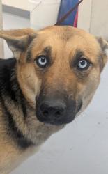Shelter Stray Female Dog last seen Near Aventura (ACO-GG), Valencia Los Lunas West Mesa,, 1209 NM-314, Los Lunas, NM 87031, USA