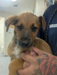 Shelter Stray Female Dog last seen Valencia Middle School, Valencia, NM, 1209 NM-314, Los Lunas, NM 87031, USA