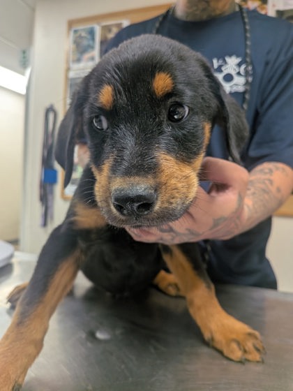 Shelter Stray Male Dog last seen Valencia Middle School, Valencia, NM, 1209 NM-314, Los Lunas, NM 87031, USA