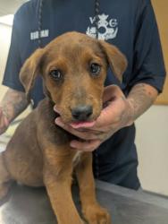 Shelter Stray Female Dog last seen Valencia Middle School, Valencia, NM, 1209 NM-314, Los Lunas, NM 87031, USA