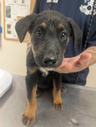 Shelter Stray Female Dog last seen Valencia Middle School, Valencia, NM, 1209 NM-314, Los Lunas, NM 87031, USA