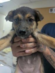 Shelter Stray Female Dog last seen Valencia Middle School, Valencia, NM, 1209 NM-314, Los Lunas, NM 87031, USA