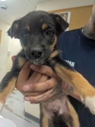 Shelter Stray Male Dog last seen Valencia Middle School, Valencia, NM, 1209 NM-314, Los Lunas, NM 87031, USA