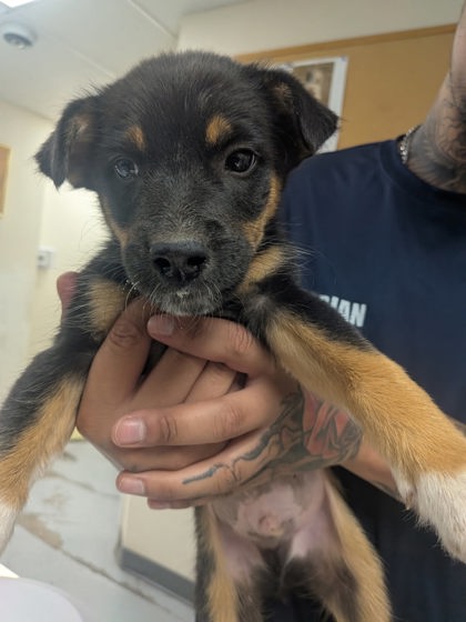 Shelter Stray Male Dog last seen Valencia Middle School, Valencia, NM, 1209 NM-314, Los Lunas, NM 87031, USA