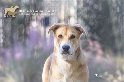 Shelter Stray Female Dog last seen Near Mcknight Dr, North Charleston, SC, 2455 Remount Rd, North Charleston, SC 29406, USA