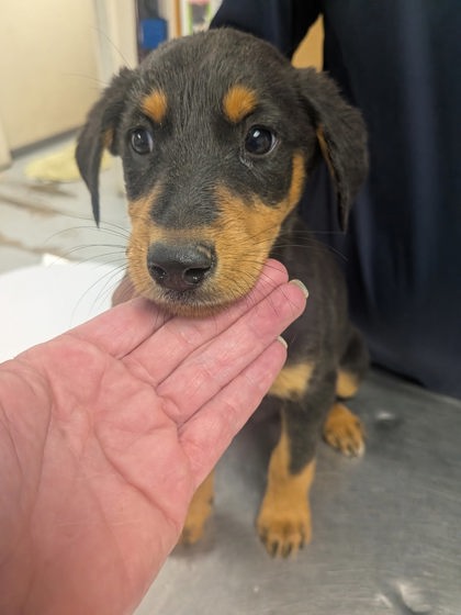 Shelter Stray Male Dog last seen Valencia Middle School, Valencia, NM, 1209 NM-314, Los Lunas, NM 87031, USA