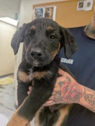 Shelter Stray Female Dog last seen Valencia Middle School, Valencia, NM, 1209 NM-314, Los Lunas, NM 87031, USA