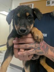 Shelter Stray Female Dog last seen Valencia Middle School, Valencia, NM, 1209 NM-314, Los Lunas, NM 87031, USA