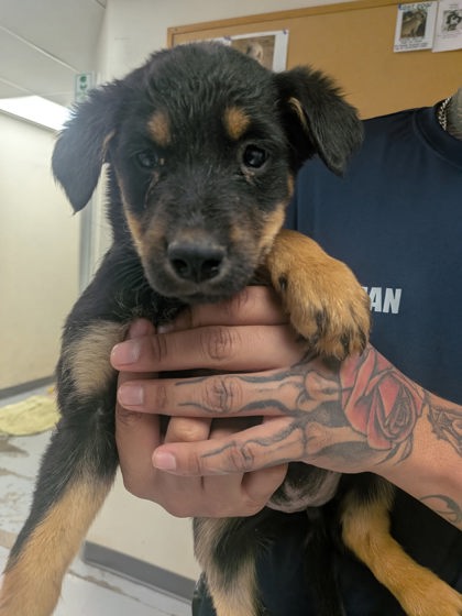 Shelter Stray Female Dog last seen Valencia Middle School, Valencia, NM, 1209 NM-314, Los Lunas, NM 87031, USA
