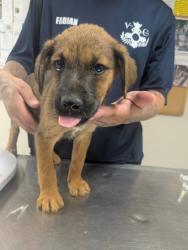 Shelter Stray Male Dog last seen Valencia Middle School, Valencia, NM, 1209 NM-314, Los Lunas, NM 87031, USA