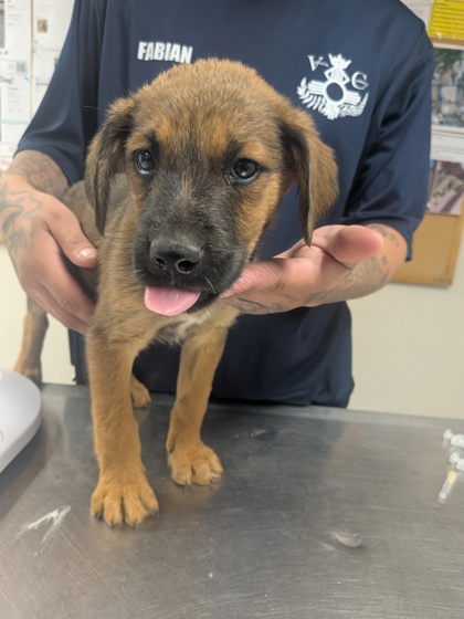 Shelter Stray Male Dog last seen Valencia Middle School, Valencia, NM, 1209 NM-314, Los Lunas, NM 87031, USA
