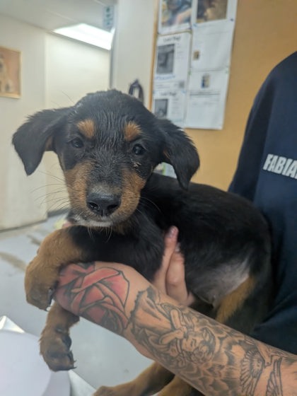 Shelter Stray Female Dog last seen Valencia Middle School, Valencia, NM, 1209 NM-314, Los Lunas, NM 87031, USA