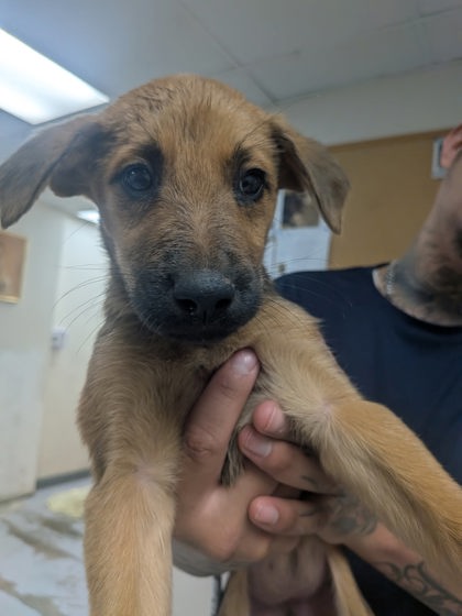 Shelter Stray Female Dog last seen Valencia Middle School, Valencia, NM, 1209 NM-314, Los Lunas, NM 87031, USA