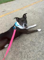 Shelter Stray Female Dog last seen Near English Oak Dr, 30340, GA, 3280 Chamblee Dunwoody Rd, Chamblee, GA 30341, USA