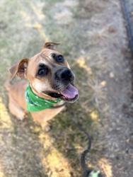 Shelter Stray Female Dog last seen Near Wellington Circle Lithonia, 30058, 30058, GA, 3280 Chamblee Dunwoody Rd, Chamblee, GA 30341, USA