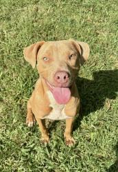 Shelter Stray Male Dog last seen Near Stonemont Drive, 30087, GA, 3280 Chamblee Dunwoody Rd, Chamblee, GA 30341, USA