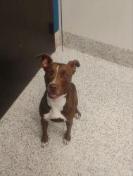 Shelter Stray Female Dog last seen Near Ashford Dunwoody Road, Atlanta, GA, 1251 Fulton Industrial Blvd NW, Atlanta, GA 30336, USA
