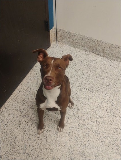 Shelter Stray Female Dog last seen Near Ashford Dunwoody Road, Atlanta, GA, 1251 Fulton Industrial Blvd NW, Atlanta, GA 30336, USA