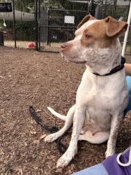 Shelter Stray Female Dog last seen Near Hillandale Dr Lithonia, 30058, GA, 3280 Chamblee Dunwoody Rd, Chamblee, GA 30341, USA