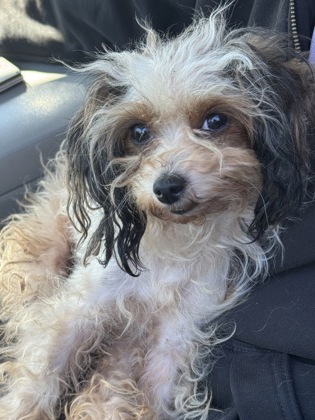 Shelter Stray Unknown Dog last seen Near Meadowglades Drive, Decatur, GA, 30035, 30035, GA, 3280 Chamblee Dunwoody Rd, Chamblee, GA 30341, USA