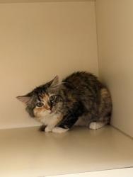 Shelter Stray Female Cat last seen Near Chamblee Dunwoody Way Chamblee GA 30341, 30341, GA, 3280 Chamblee Dunwoody Rd, Chamblee, GA 30341, USA