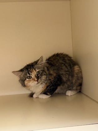 Shelter Stray Female Cat last seen Near Chamblee Dunwoody Way Chamblee GA 30341, 30341, GA, 3280 Chamblee Dunwoody Rd, Chamblee, GA 30341, USA