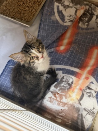 Shelter Stray Male Cat last seen Near Notingham Dr Decatur GA 30002, 30002, GA, 3280 Chamblee Dunwoody Rd, Chamblee, GA 30341, USA