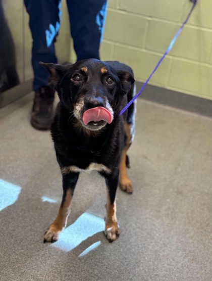 Shelter Stray Female Dog last seen Progress and Fisher, Longview, City of, TX, 303 H G Mosley Pkwy, Longview, TX 75604, USA