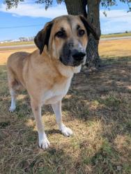 Shelter Stray Female Dog last seen Elk Lodge, District 1 - North Cleburne, TX, 2375 Service Dr, Cleburne, TX 76033, USA