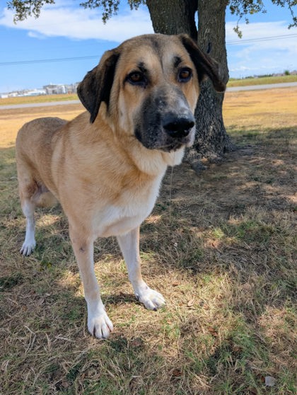Shelter Stray Female Dog last seen Elk Lodge, District 1 - North Cleburne, TX, 2375 Service Dr, Cleburne, TX 76033, USA