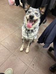 Shelter Stray Male Dog last seen Buddy Stewart, District 1 - North Cleburne, TX, 2375 Service Dr, Cleburne, TX 76033, USA