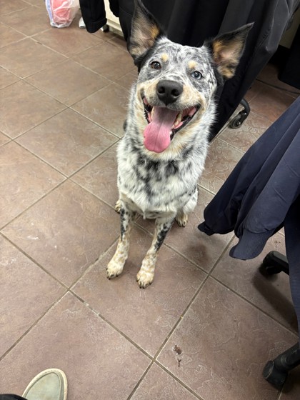 Shelter Stray Male Dog last seen Buddy Stewart, District 1 - North Cleburne, TX, 2375 Service Dr, Cleburne, TX 76033, USA