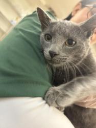 Shelter Stray Male Cat last seen Near W Gramercy Place, Unknown, TX, 11300 Nacogdoches Rd, San Antonio, TX 78217, USA
