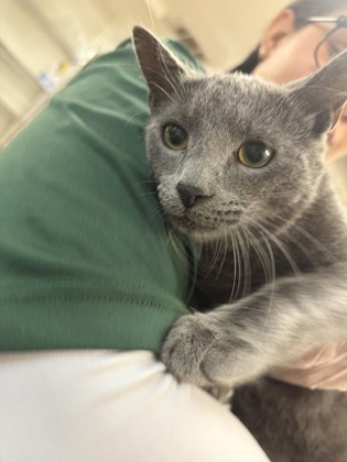 Shelter Stray Male Cat last seen Near W Gramercy Place, Unknown, TX, 11300 Nacogdoches Rd, San Antonio, TX 78217, USA