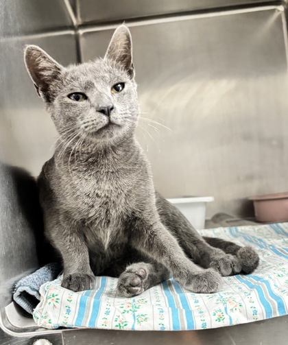 Shelter Stray Female Cat last seen Near W Gramercy Place, Unknown, TX, 11300 Nacogdoches Rd, San Antonio, TX 78217, USA