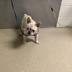 Shelter Stray Male Dog last seen Near Pioneer St., East District, TX, 355 Hillshire Dr, Haslet, TX 76052, USA