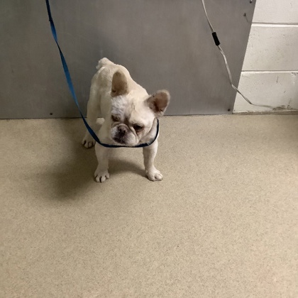 Shelter Stray Male Dog last seen Near Pioneer St., East District, TX, 355 Hillshire Dr, Haslet, TX 76052, USA