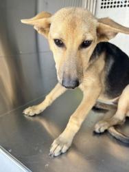 Shelter Stray Female Dog last seen Near W BROADUS ST, South District, TX, 355 Hillshire Dr, Haslet, TX 76052, USA