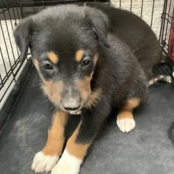Shelter Stray Male Dog last seen Near Wilbarger St., East District, TX, 355 Hillshire Dr, Haslet, TX 76052, USA
