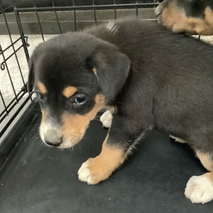 Shelter Stray Female Dog last seen Near Wilbarger St., East District, TX, 355 Hillshire Dr, Haslet, TX 76052, USA