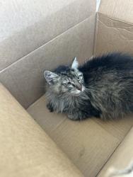 Shelter Stray Female Cat last seen Near Wellesley Ave, West District, TX, 355 Hillshire Dr, Haslet, TX 76052, USA